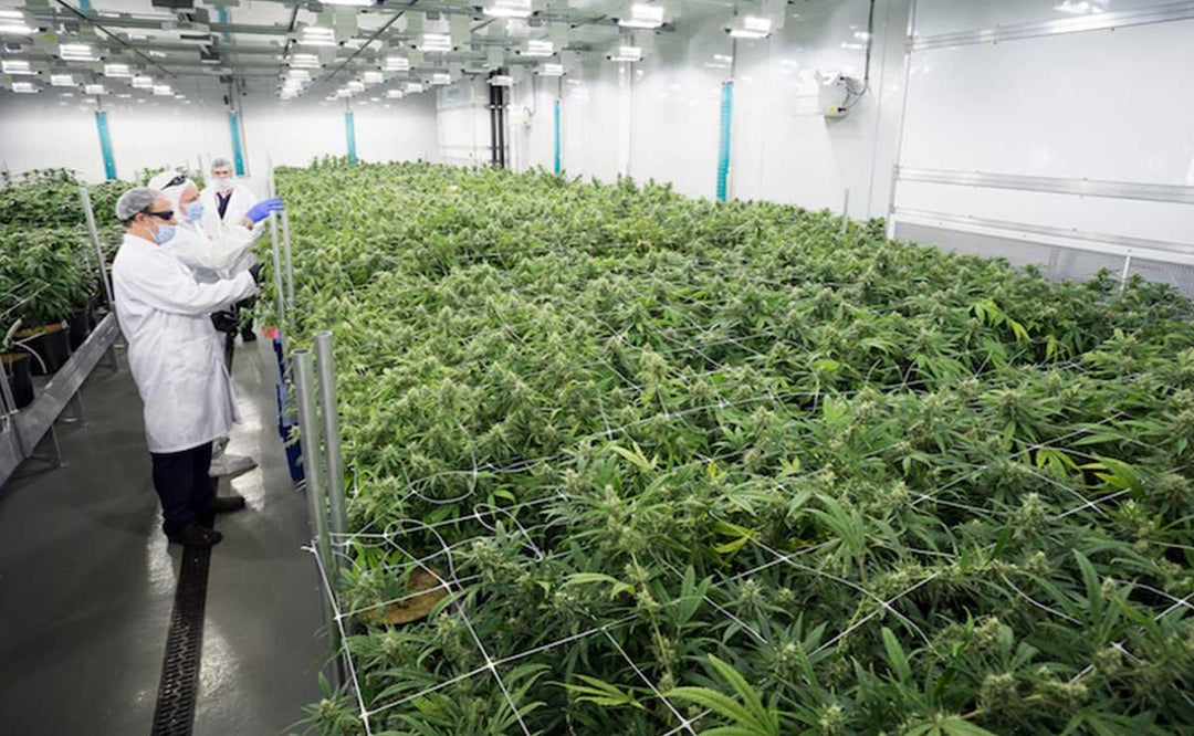 Medical cannabis cultivation facility with workers inspecting plants.