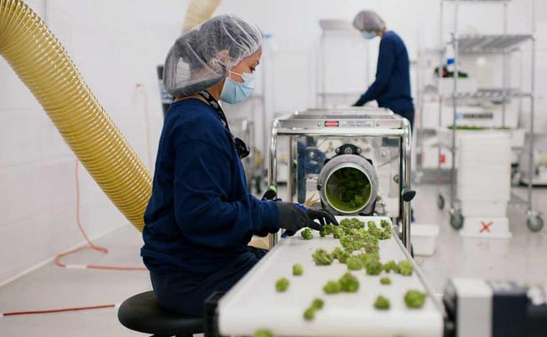 Workers processing cannabis in a medical facility.